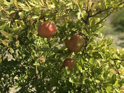 Piante di melograno SENZA SEMI sifrì