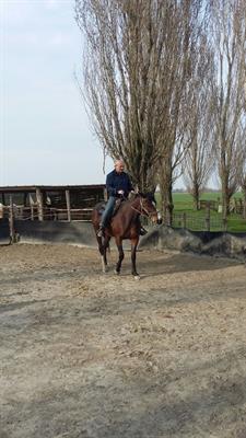Cerco trattore agricolo 4rm